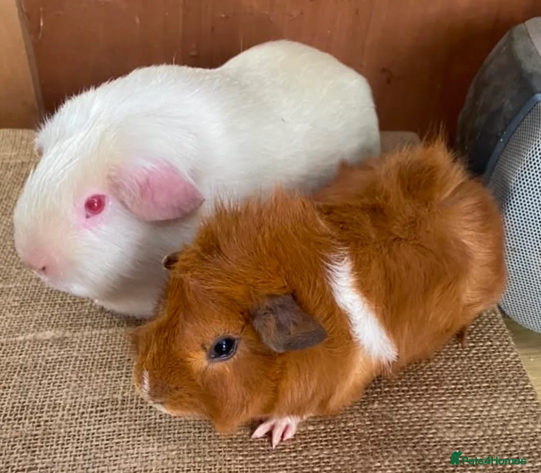 Guinea Pig rodents for sale: Guinea pigs for sale  - Advert 2