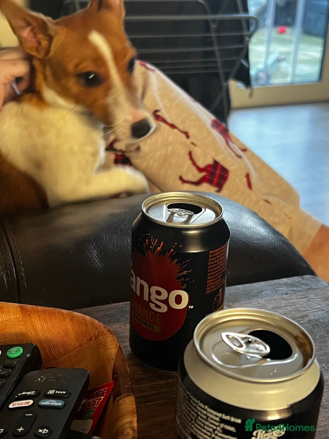 Mixed Breed dogs for sale: For sale 6 Months old Jack Russell  - Advert 3