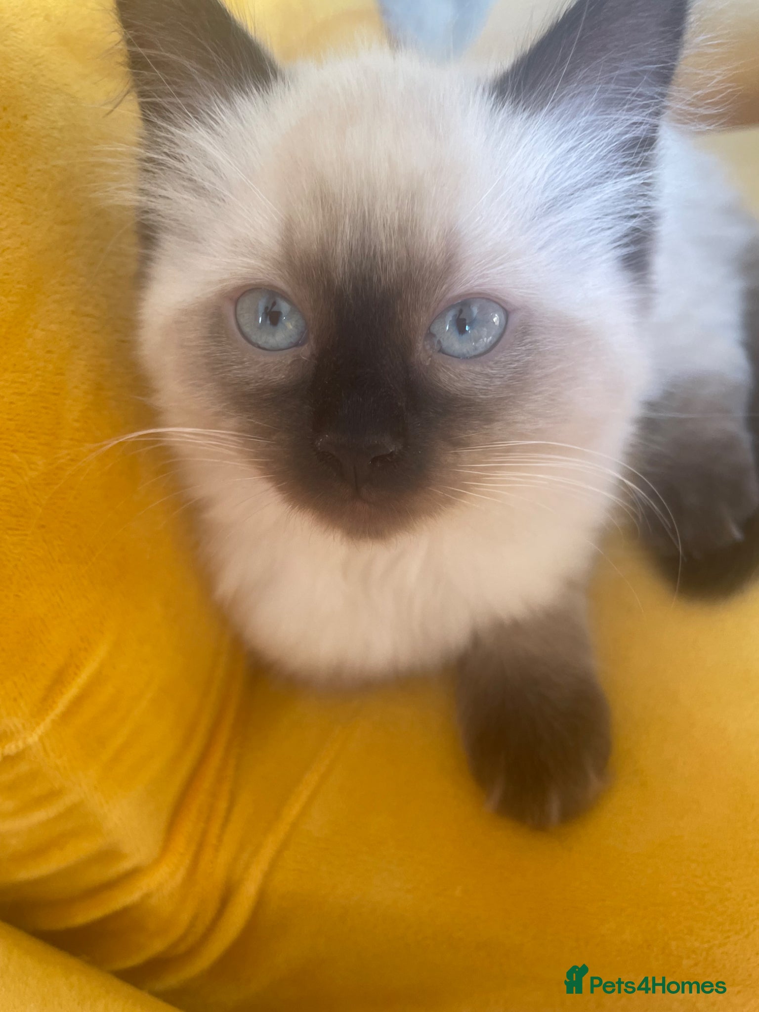 Ragdoll cats Last Gorgeous Ragdoll Girl Kitten Available 🐾✨ - Advert 3