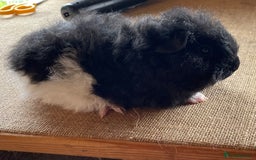 Guinea Pig rodents for sale: Older boar’s and baby Alpaca Texel and merino  - Image 10