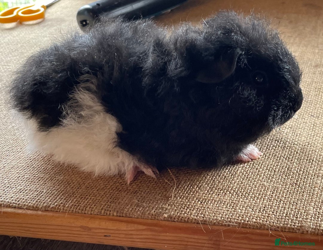 Guinea Pig rodents for sale: Older boar’s and baby Alpaca Texel and merino  - Image 10
