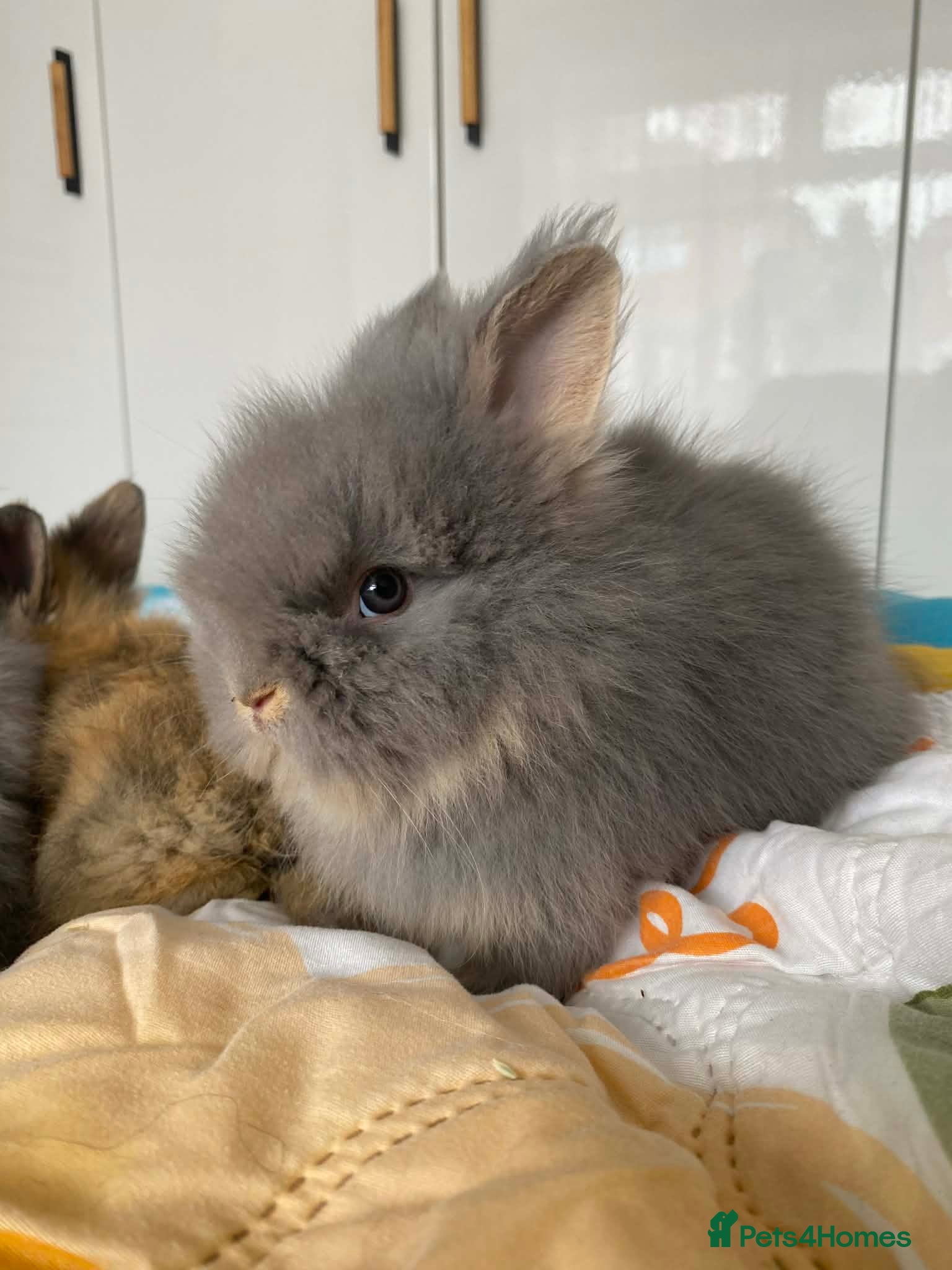 Lionhead rabbits Pure Breed Double Mained Lionhead Bunnies  - Advert 8