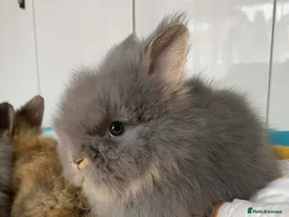 Lionhead rabbits Pure Breed Double Mained Lionhead Bunnies - Advert 8