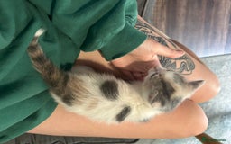 British Shorthair cats for sale: 4 kittens for sale: 3 girls 1 boy mixed coats  - Image 7
