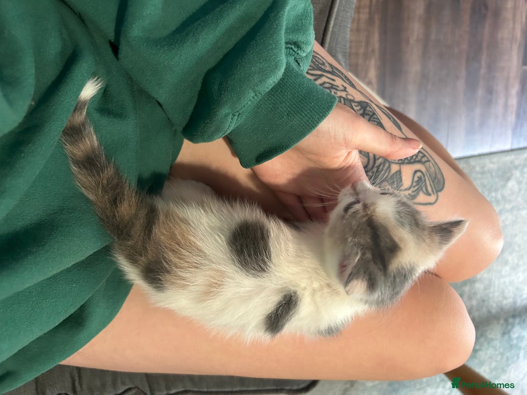 British Shorthair cats for sale: 4 kittens for sale: 3 girls 1 boy mixed coats  - Image 7