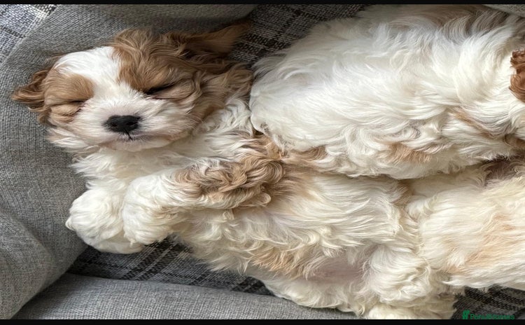 Cavachon dogs - Advert 1