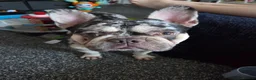 Mixed Breed dogs for sale: Frenchie cross to rehome - Advert 1