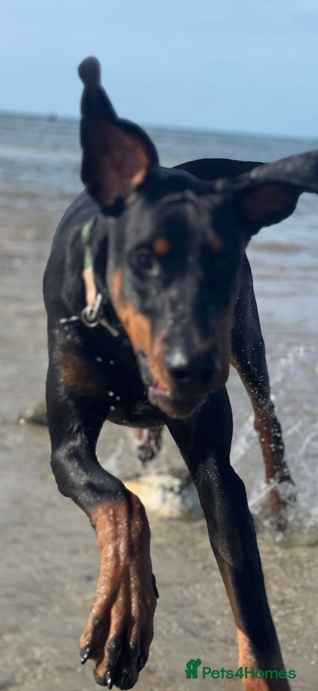 Dobermann dogs for sale: Beautiful female Doberman  - Advert 12