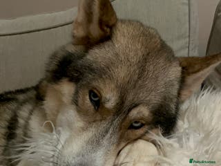 Siberian Husky dogs EXTREMELY RARE SABLE AGOUTI SIBERIAN HUSKY STUD in Coalville - Advert 12