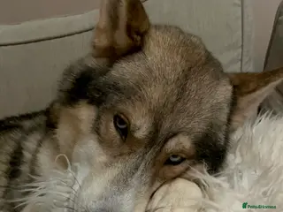 Siberian Husky dogs EXTREMELY RARE SABLE AGOUTI SIBERIAN HUSKY STUD in Coalville - Advert 2