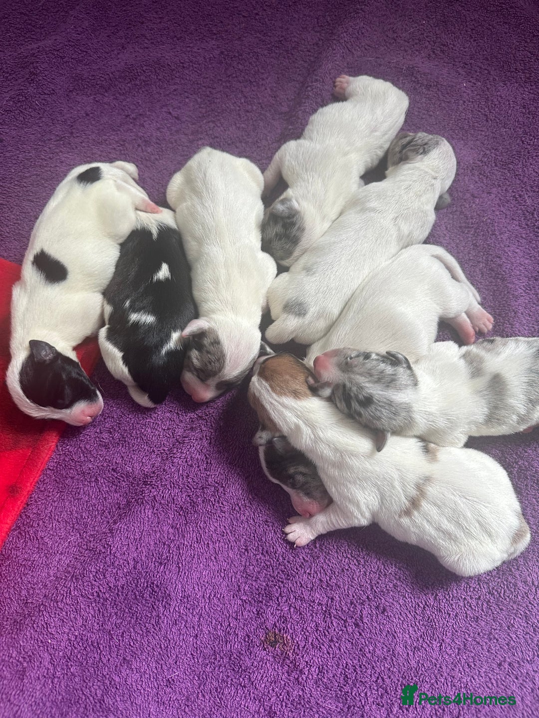 Jack Russell dogs for sale: Beautiful Blue Merle Tricolour Male - 3 years old - Image 4