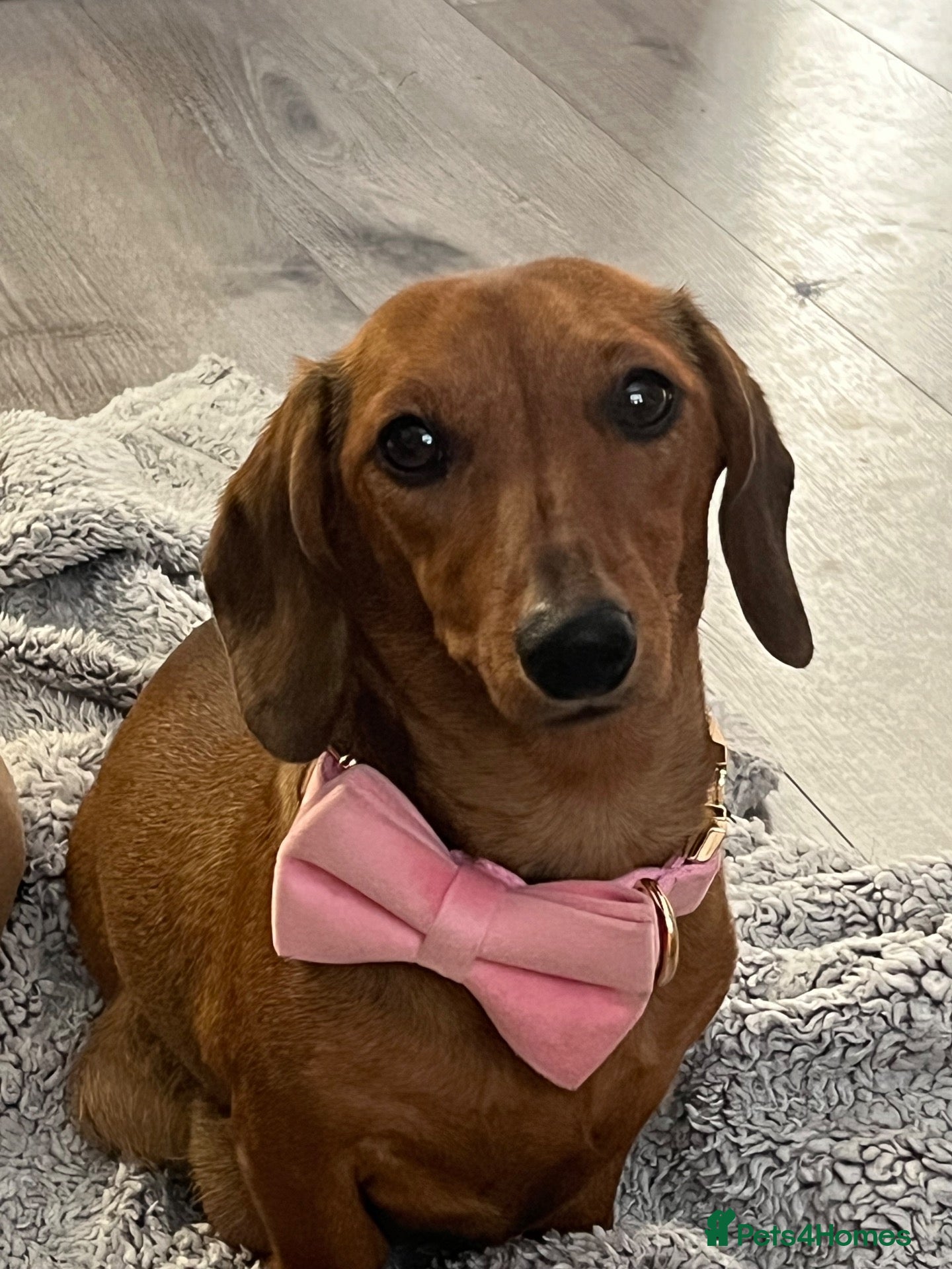Miniature Dachshund dogs Miniature dauchund - Advert 16