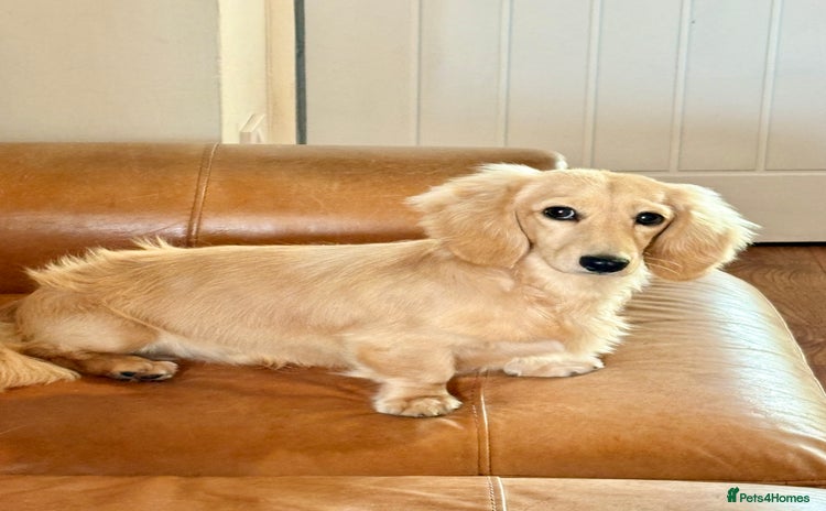Miniature Dachshund dogs - Advert 1