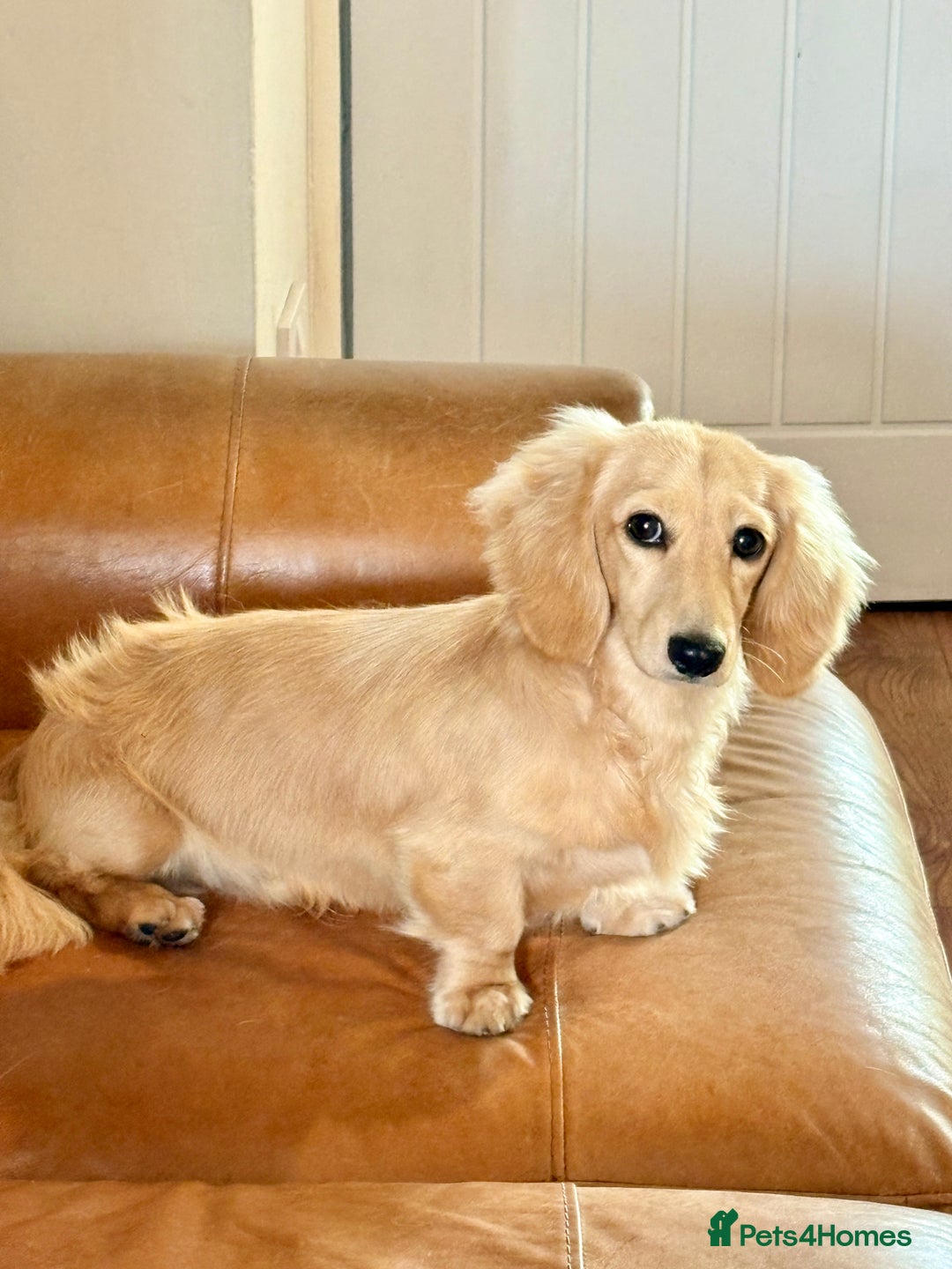 Miniature Dachshund dogs for stud: Long coat cream stud - Image 1