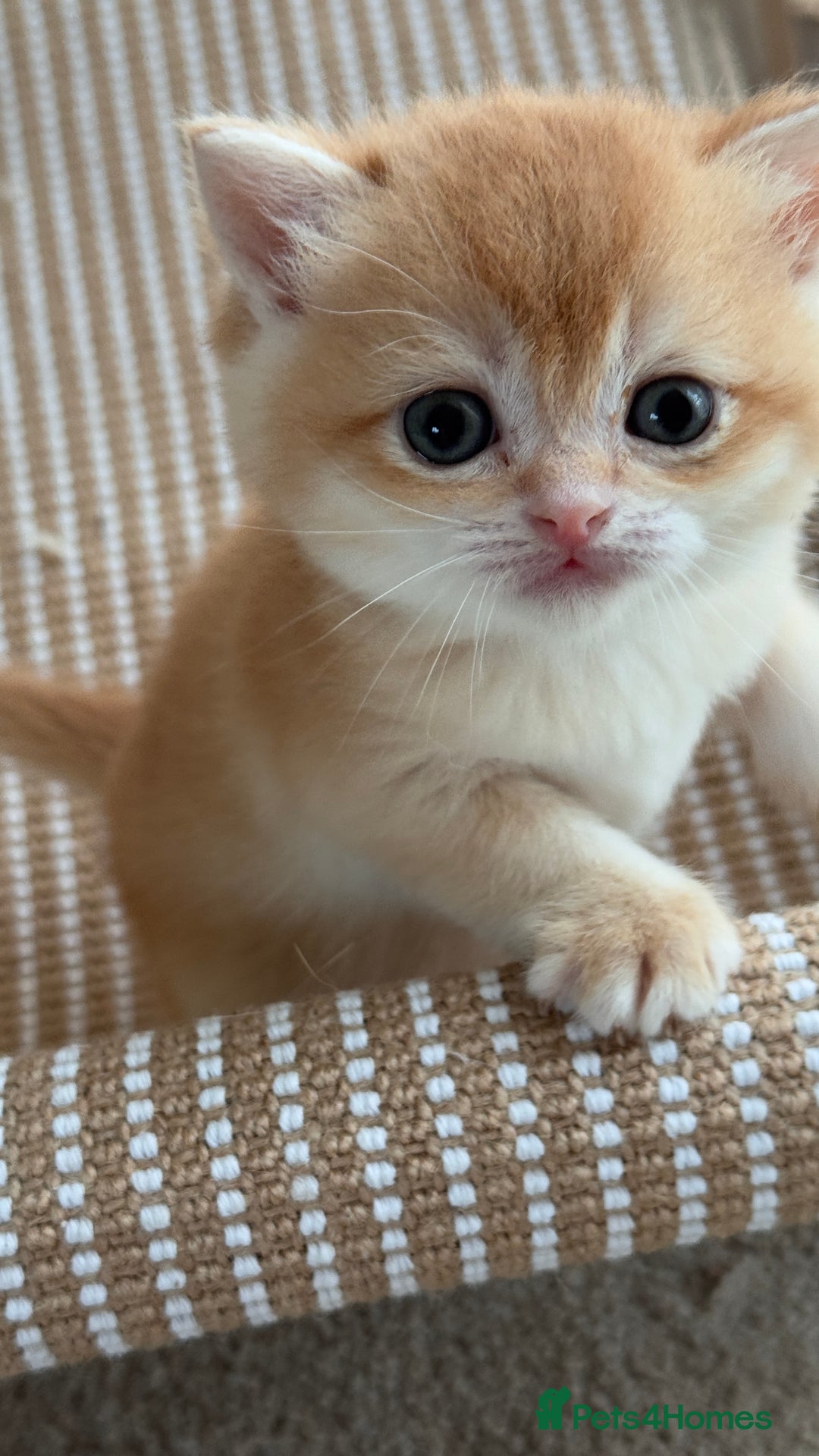 British Shorthair cats for sale: GCCF BSH BY12 GOLDEN CHOCOLATE KITTENS  - Image 5
