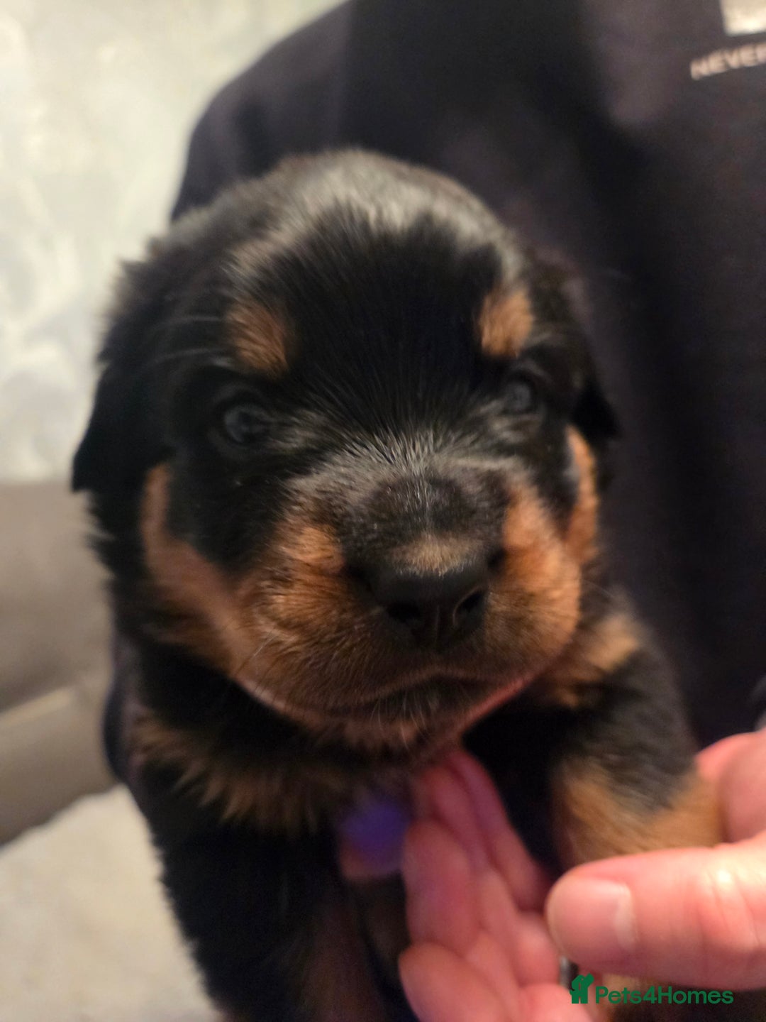 Rottweiler dogs for sale: ***Ready Now*** KC Registered Rottweiler Puppies - Advert 21