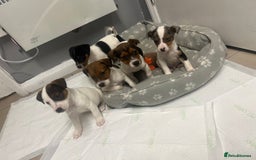 Jack Russell dogs for sale: 5 jack Russel puppies  - Image 1