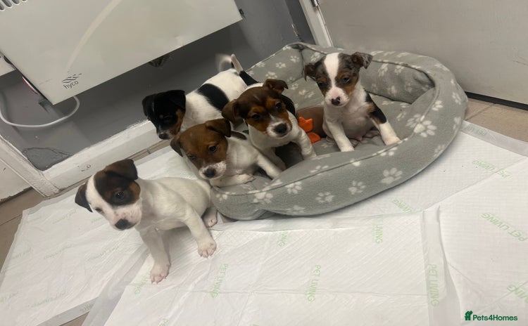 Jack Russell dogs - Advert 1