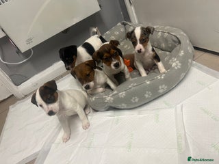 Jack Russell dogs - Advert 1