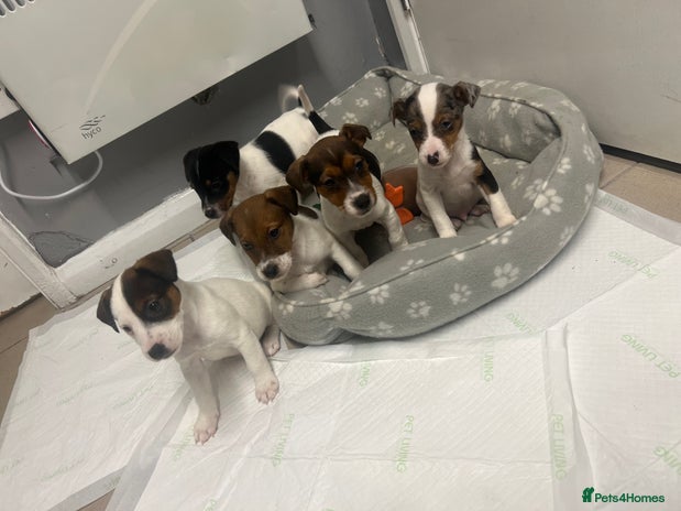 Jack Russell dogs - Advert 1