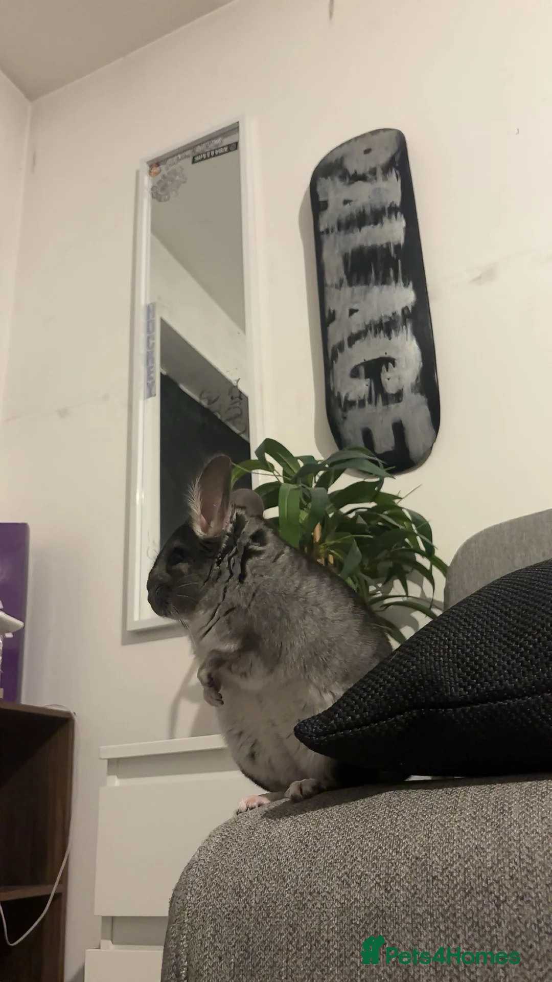 Chinchilla rodents for sale: Female chinchilla year old  in Swanscombe - Advert 1