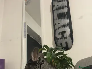 Chinchilla rodents Female chinchilla year old in Swanscombe - Advert 1