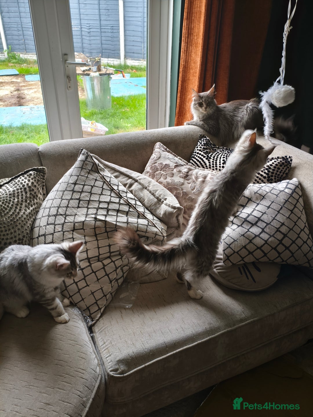 Maine Coon cats for sale: Meet Apollo and Coraline Hi Silver Maine Coons  - Image 2