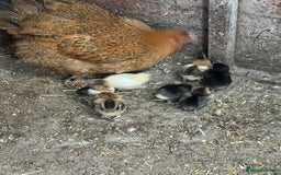 Chickens poultry for sale: Mum with chicks for sale  - Image 6