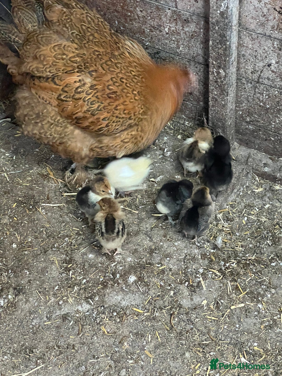 Chickens poultry for sale: Mum with chicks for sale  - Image 6