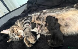Mixed Breed cats for sale: Adorable mixed breed kittens for sale  - Image 30