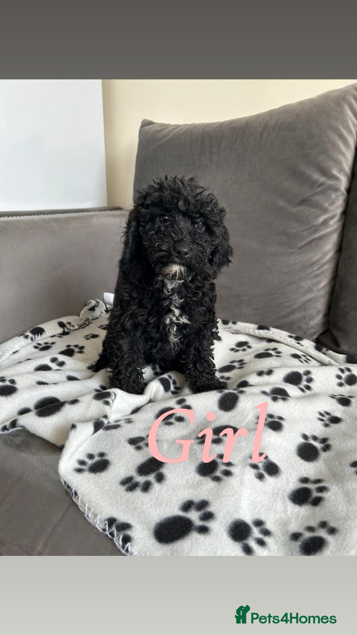 Cockapoo dogs F2 cockapoo - Advert 4