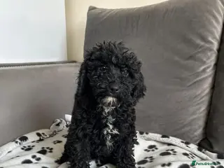 Cockapoo dogs F2 cockapoo - Advert 4