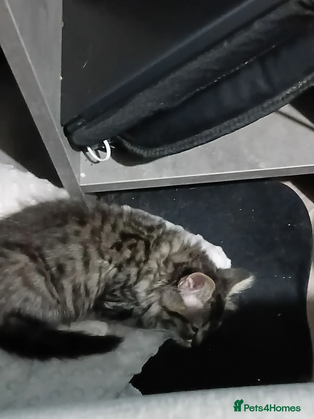 Norwegian Forest Cat cats for sale: Norwegian Forest/Siberian Kittens in Treorchy - Advert 13