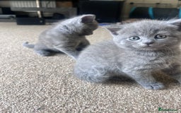 British Shorthair cats for sale: British short hair  - Image 4