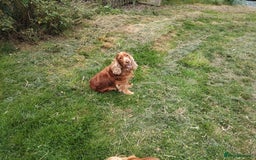 Cocker Spaniel dogs for sale: Cocker Spaniel Show Type KC (Simberwood)  - Image 12