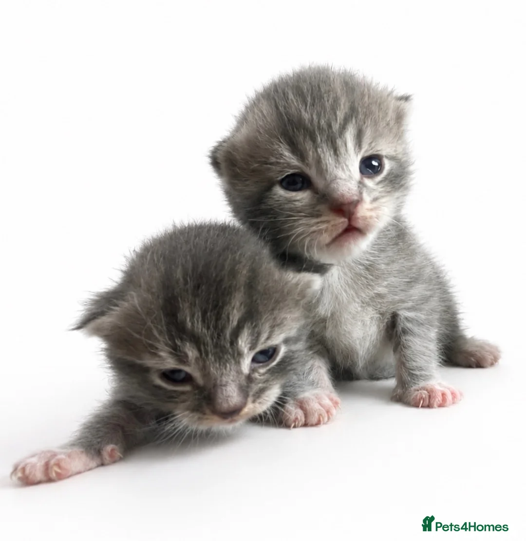 Mixed Breed cats for sale: Scottish fold cross main coon  in Basildon - Advert 2