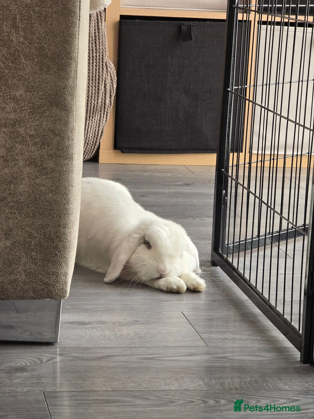 Mini Lop rabbits for sale: Male neutered rabbit for sale  - Advert 9