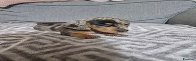 Miniature Dachshund Puppy 3 blue dapple 
