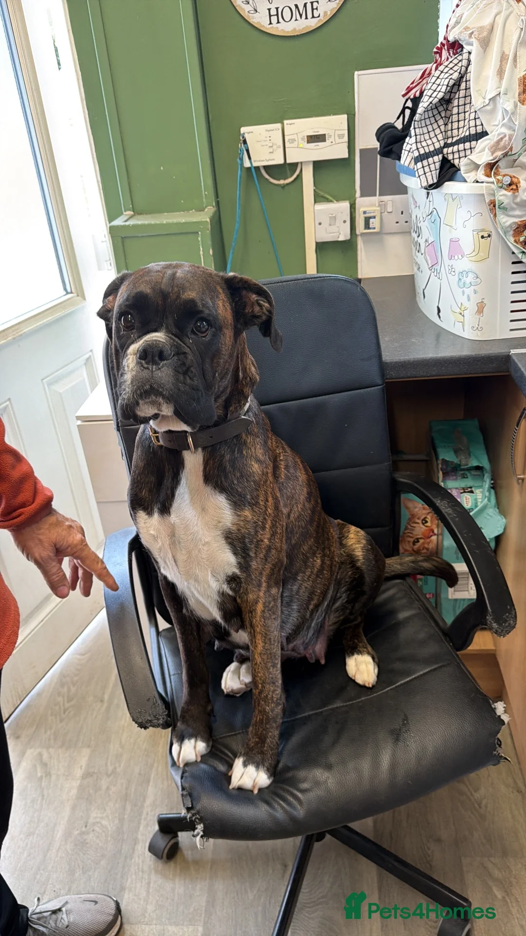 Boxer dogs for sale: Beautiful chunky boxers for sale  in Abergavenny - Advert 1