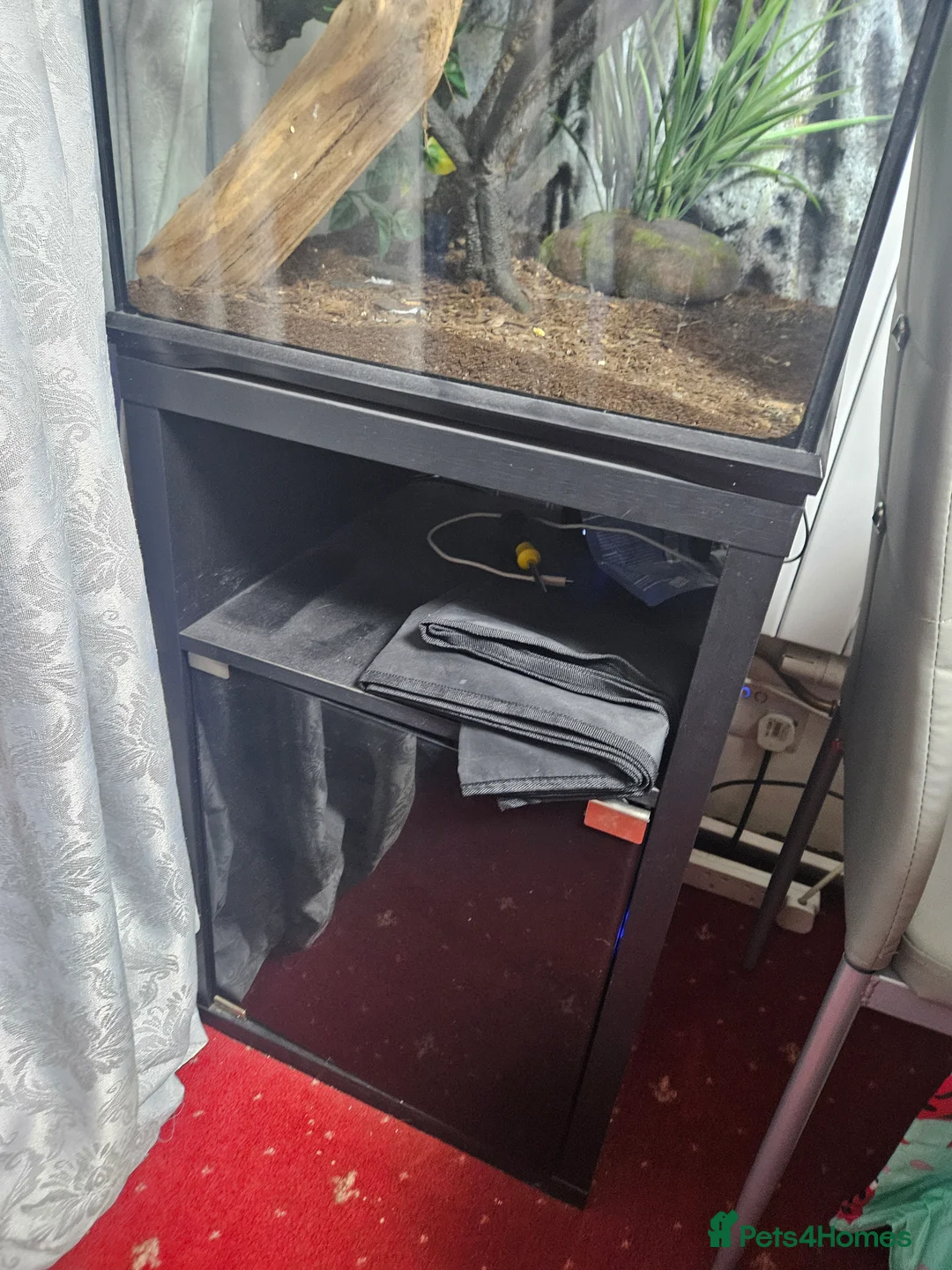 Gecko reptiles for sale: Created gecko for sale  - Advert 2