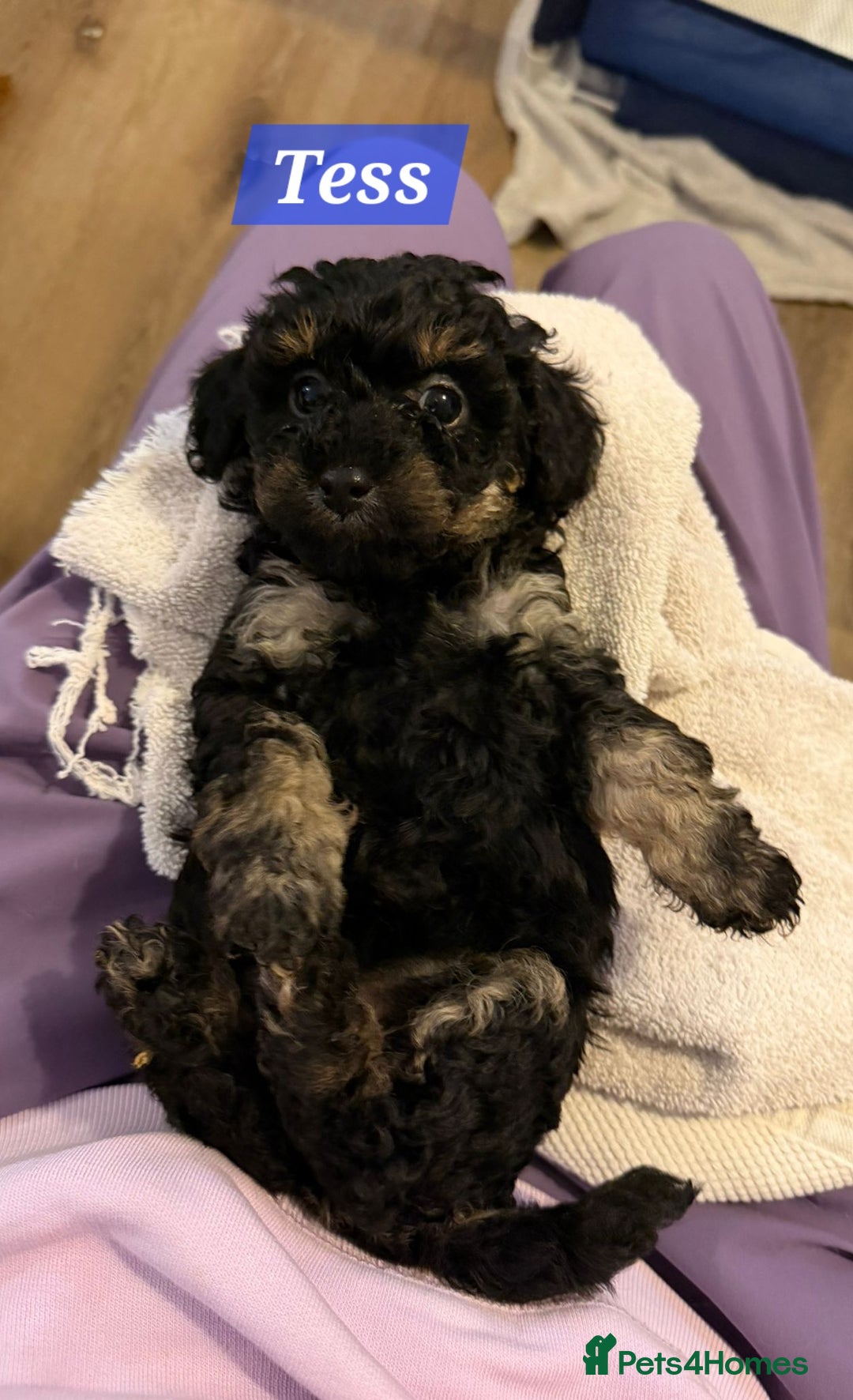 Maltipoo dogs for sale: Multipoo - Advert 18