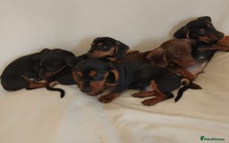 Dachshund dogs for sale: Pedigree miniature dachshunds - Image 6