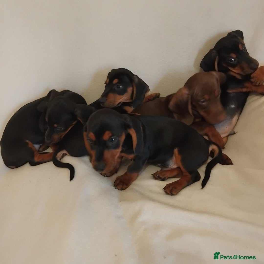 Dachshund dogs for sale: Pedigree miniature dachshunds - Image 6