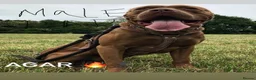 Bandog dogs for sale: Bandog male and female available  in Smethwick - Advert 6