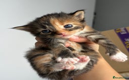 British Longhair cats for sale: British long hair cats  - Image 7
