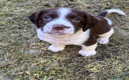 English Springer Spaniel dogs for sale: Gorgeous English Springer spaniel puppies - Image 14