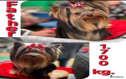 Yorkshire Terrier dogs for sale: Yorkshire Terrier Baby face boys for Sale  😍 - Image 11