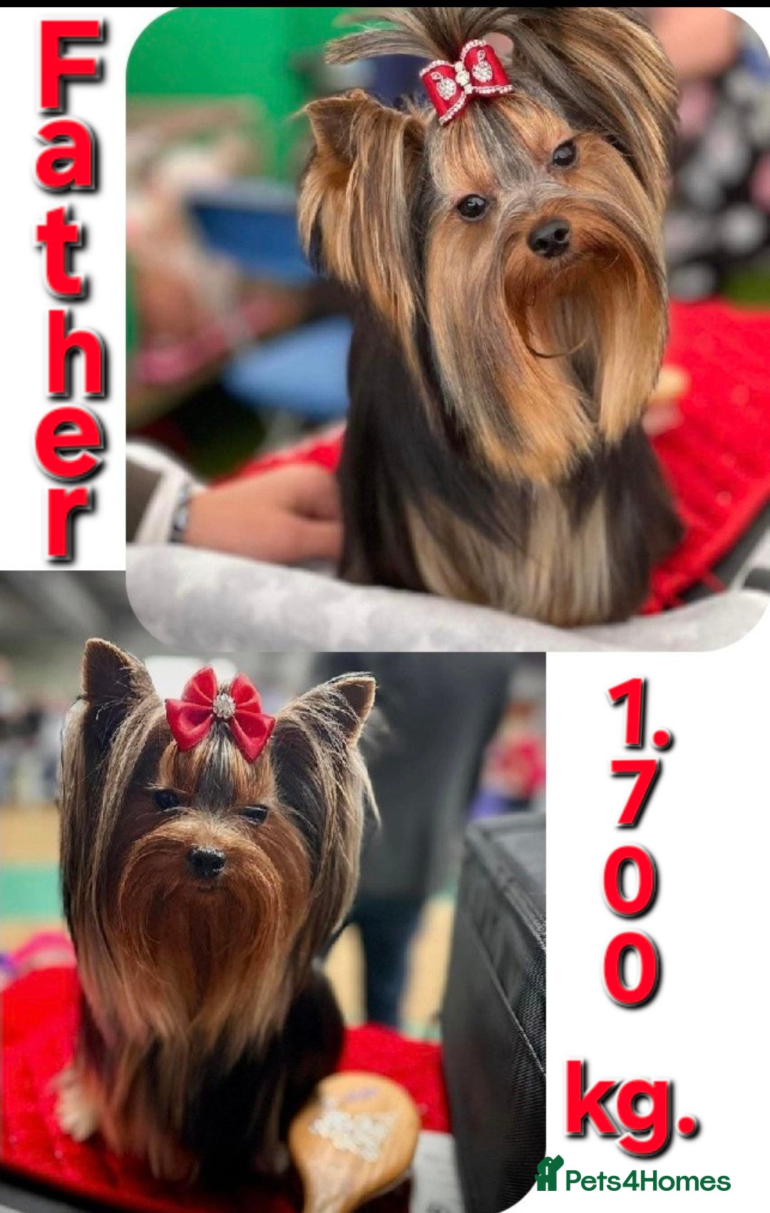 Yorkshire Terrier dogs for sale: Yorkshire Terrier Baby face boys for Sale  😍 - Image 11