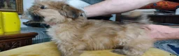 Lhasa Apso dogs for sale: 6 Lhasa Apso Puppies ready to leave now! - Advert 8