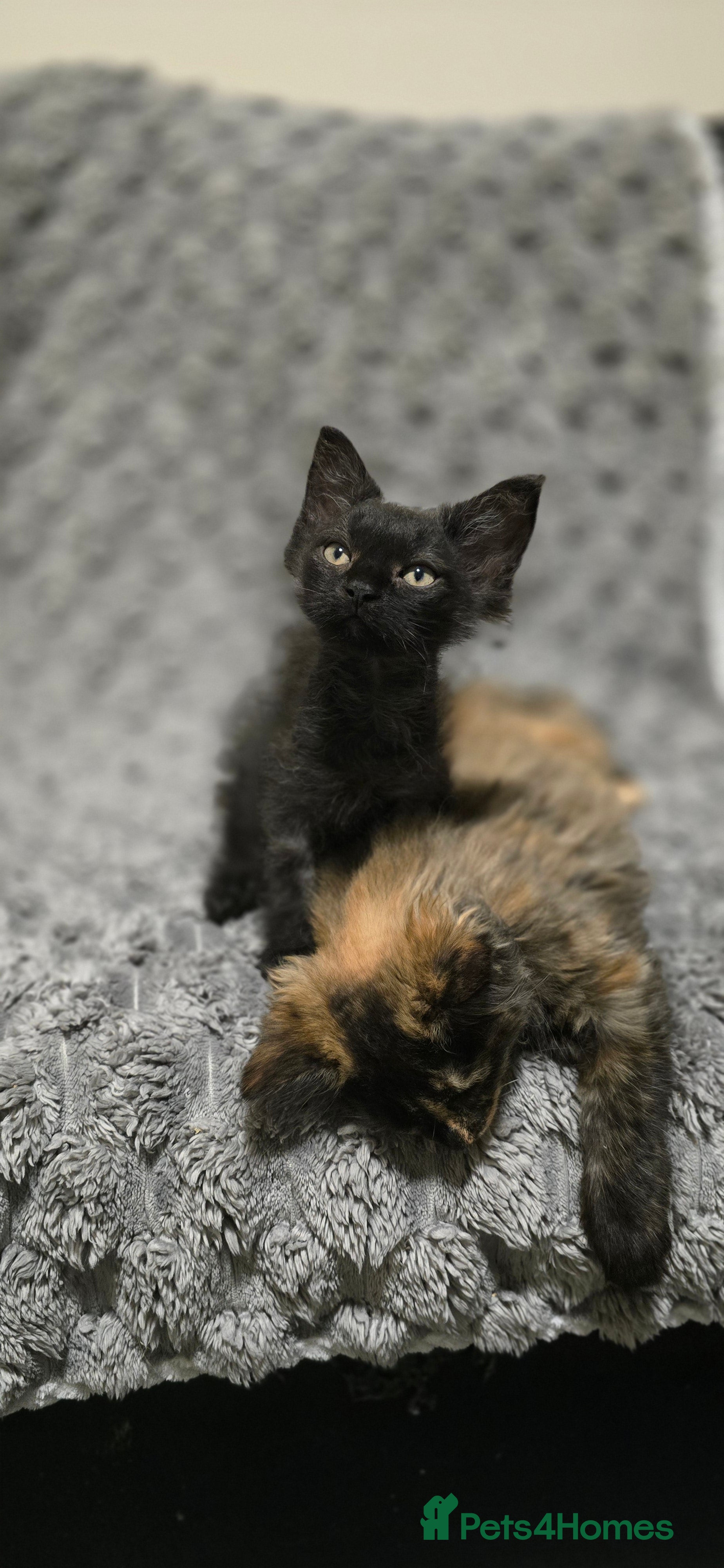 LaPerm cats 2 male Laperm mix kittens, curly haired - Advert 1